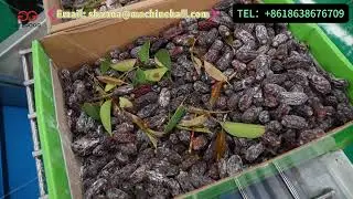 Industrial Fruit Date Washing Line Dates Washing  Dates Manufacturing Process