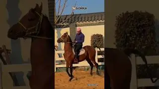 БОЙКА 🐎 #ат #кулук #аргымак #тулпар #horse #лошадь #kokboru