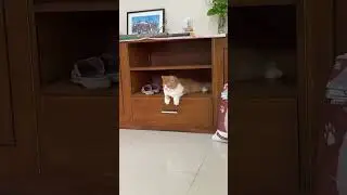 #catreels #cats #fypシ