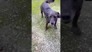 #499 #dogs #bestfeed #cute #pets #petsfofinhos #funny #puppy #animals