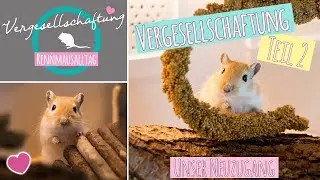 RENNMAUS VERGESELLSCHAFTUNG 🐭 / Doku Teil 2
