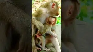 Best video of baby monkey action, Great life of monkeys. #monkey4u #monkey #animals