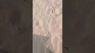 ## crow walking on the sea sand## song## ramarajan hits## shorts##