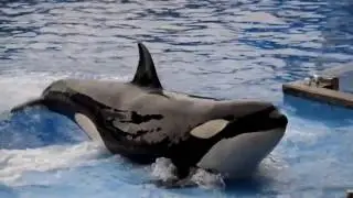 Orca Edit 