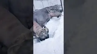 snowfall ❄️ | buffalo sound #buffalosound #animalvoice #snowfall #ai #short
