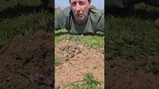 Louse wort (pedicularis sylvatica) #foraging #herbs #moorland #grasslands #nature #explore