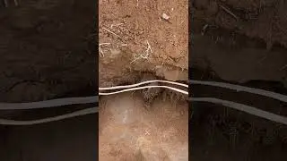 Spicy Dirt: The Risks of Electrical Cables Over Septic Systems