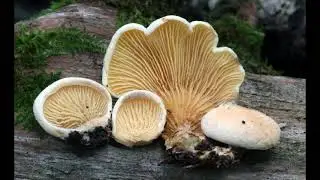 Tapinella panuoides