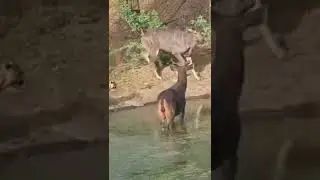 Leopard attacks the Deer