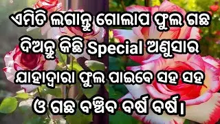 Rose Care, Special Fertilizer, Repotting With Less Soil, #roses #roseflower #rosecare #rosecaretips