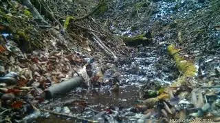 アトリ群れ　凍てつく沢で水浴び　26/1中旬