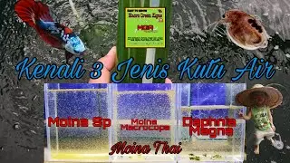 Merungkai 3 Jenis Kutu Air Yang Ada Di Malaysia & Boleh Di Biak