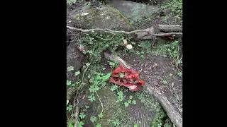 Au creux des arbres