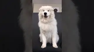 Dancing like 💃, Super Funny Dog Videos 🐼 🐶🐕 | DOG Face 狗ツ #shorts #Ep8