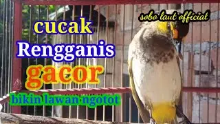 cucak Rengganis gacor, bikin lawan ngotot