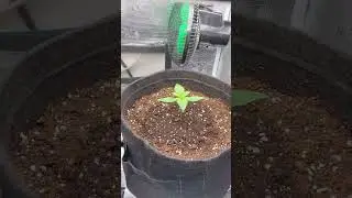#shorts #GorillaZ #C4 #autoflower #malta #freedom #crnicerak #weedchannel #420 #fastbuds #marshydro