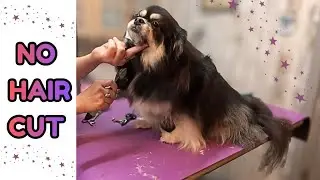 He has a beautiful coat, no trimming. 