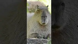 How Much is a Huge Capybara Worth? #shortvideo #short