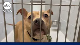 Animal shelters overwhelmed as owners give up pets