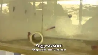 Behavior of Bluebanded Gobies - The Multitasking male!