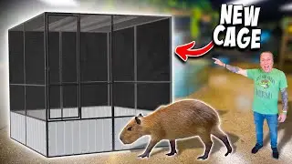 We Built My Capybara A Brand New Enclosure!