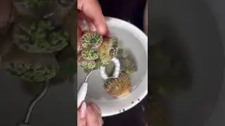 BonBonsReef &bull; Coral Unboxing/Acclimation