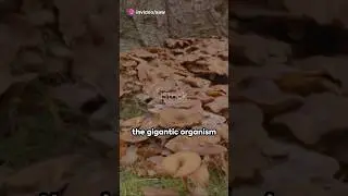 Humongous Fungus