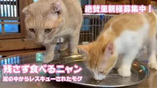 残さず食べるニャン  泥の中からレスキューされたモグ  絶賛里親様募集中！　2025 08 14 2