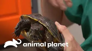 Veterinários planejam novo lar para estranha tartaruga  | Veterinário Das Montanhas