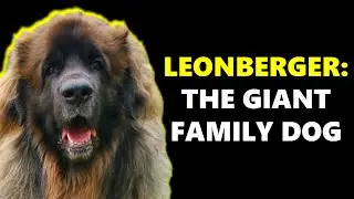 LEONBERGERS - Giant Family Dogs