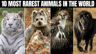 Top 10 Most Rarest Animals in  the World - Unbelievable
