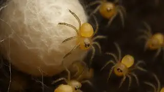Baby Spiders Hatching from Egg Sac &ndash; Amazing Close-Up!