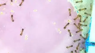 Temnothorax | Linksvayer Lab | ASU SIRG | 2025-12-30
