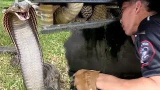 MGA GALIT NA COBRA NAGLUNGGA SA LABABO