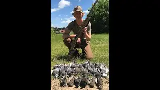 First time pigeon hunting on new farm