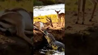 Panda saves goat's life #panda #goat #cartoon #foryou #viral #shortvideo #shorts