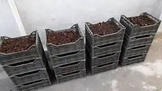 Chuvalchanglarimiz etib keldi. Нам доставили Калифорнийских червей.Us got California worms delivered