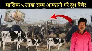 मासिक ५ लाख सम्म आम्दानि गरे दुध बेचेर​ - Cow farming/rearing in Nepal - Gai palan business