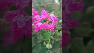 Amazing plant #nature #savenature #flowers #flora #naturephotography #myfloraldairy