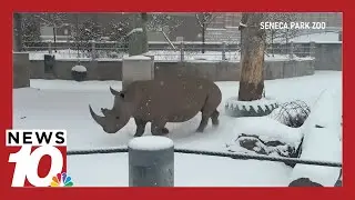 How do zoos keep animals warm during winter weather?