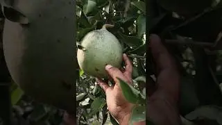 bel ka phal #farming #trending #viral #culture #ytshorts #shortvideo #khetibadi