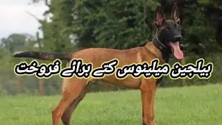 Belgium Melinos Dog Available For Sale In Pakistan | Dog Breed |