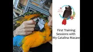 First Training Sessions with My Catalina Macaw