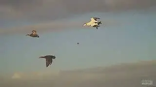 Vadehavsjagt
