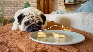 Food is Pug Life (Cutie Pie is where the food is)
