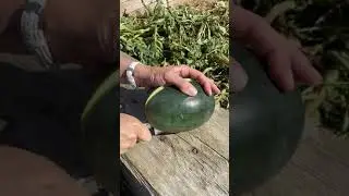 Little darling&rsquo; watermelon grown in the UK.&nbsp;#grownnotflown&nbsp;#foodmilesmatter29. #short