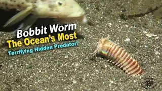 The Ocean&rsquo;s Most Terrifying Hidden Predator!