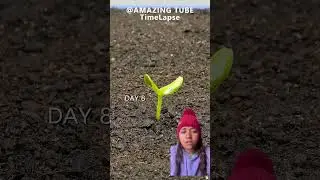 kakra ko biruwa umaarne nata tarikaa hai #amazing #shotsvideo #easyfarming #farming101 #farming101