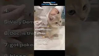 Ranking Best Cat Veterinarian Moment (pt. 2)