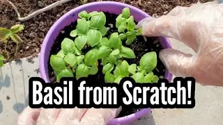 Grow Sweet Basil from Seed to Cutting &ndash; Full Cycle Guide